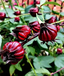 Asian Sour Leaf Roselle Hibiscus Seeds - 20 Count - Heat Tolerant Edible - Image 1