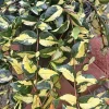 Asiatic Jasmine Live Plant, Medium Star Jasmine Ground Cover, Potted - Image 1