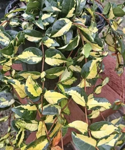 Asiatic Jasmine Live Plant, Medium Star Jasmine Ground Cover, Potted - Image 1
