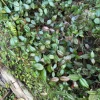 Asiatic Jasmine Live Plant - Trachelospermum asiaticum Evergreen Ground Cover - Image 1