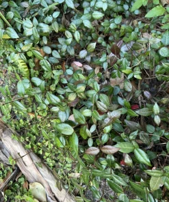 Asiatic Jasmine Live Plant - Trachelospermum asiaticum Evergreen Ground Cover - Image 1