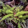 Asparagus densiflorus 'Myersii' Live Plant - Foxtail Fern Indoor/Outdoor - Image 1