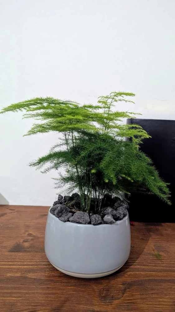 Asparagus Fern Live Plant - Foxtail Fern Indoor/Outdoor Foliage - Image 1