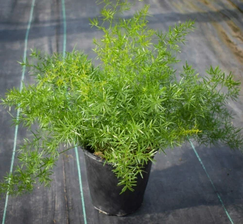Asparagus Fern Live Plant - Mounding Annual - 4 Inch Pot Size - Image 2