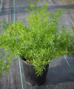 Asparagus Fern Live Plant - Mounding Annual - 4 Inch Pot Size - Image 2