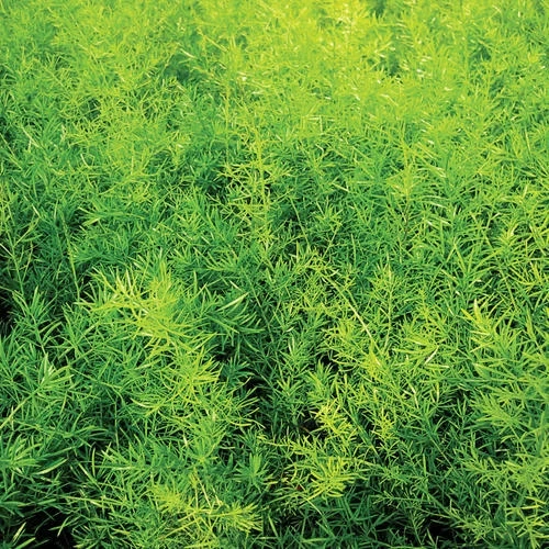 Asparagus Fern Live Plant - Mounding Annual - 4 Inch Pot Size - Image 3