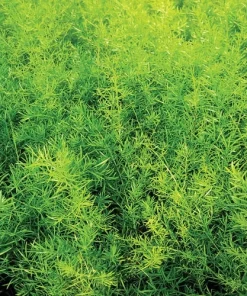 Asparagus Fern Live Plant - Mounding Annual, 4 Inch Pot, Outdoor - Image 3