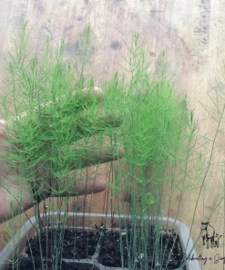 Asparagus Fern Live Plant - Mounding Annual - 4 Inch Pot Size - Image 1