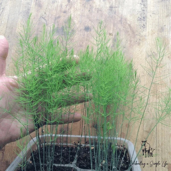 Asparagus Fern Live Plant - Mounding Annual - 4 Inch Pot Size - Image 1