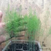 Asparagus Fern Live Plant - Mounding Annual, 4 Inch Pot, Outdoor - Image 1