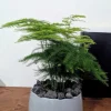 Asparagus Fern Live Plant - Plumosa Fern Indoor Outdoor Houseplant - Image 1