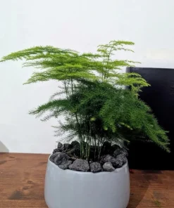 Asparagus Foxtail Fern Live Plant - Potted Houseplant Indoor & Outdoor - Image 1