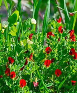Asparagus Pea Seeds - 50 Count Winged Pea Vegetable Seeds for Gardening - Image 2