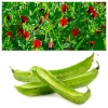 Asparagus Pea Seeds - 50 Count Winged Pea Vegetable Seeds for Gardening - Image 1