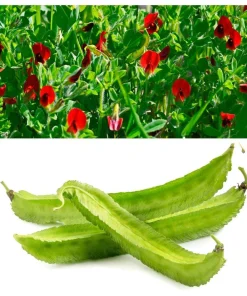 Asparagus Pea Seeds - 50 Count Winged Pea Vegetable Seeds for Gardening - Image 1