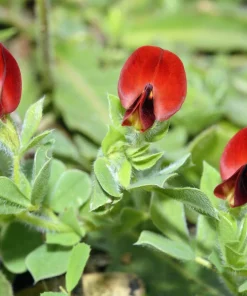 Asparagus Pea Seeds - 50 Count Winged Pea Vegetable Seeds for Gardening - Image 4