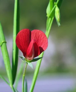 Asparagus Pea Seeds - 50 Count Winged Pea Vegetable Seeds for Gardening - Image 6