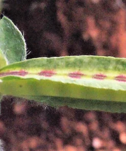 Asparagus Pea Seeds - 50 Count Winged Pea Vegetable Seeds for Gardening - Image 8