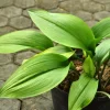 Aspidistra Elatior Live Plant – Cast Iron Houseplant – Easy Care Indoor Foliage - Image 1