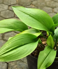 Aspidistra Elatior Live Plant – Cast Iron Houseplant – Easy Care Indoor Foliage - Image 1
