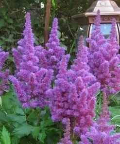 Astilbe Amethyst Perennial Plant Root - Lavender Flowers for Shade Gardens - Image 2