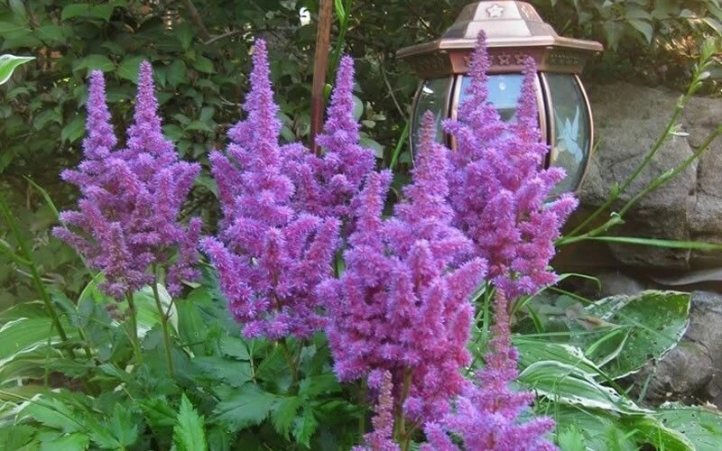 Astilbe Amethyst Perennial Plant Root - Lavender Flowers for Shade Gardens - Image 2
