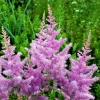 Astilbe Amethyst Perennial Plant Root - Lavender Flowers for Shade Gardens - Image 1