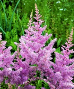 Astilbe Amethyst Perennial Plant Root - Lavender Flowers for Shade Gardens - Image 1
