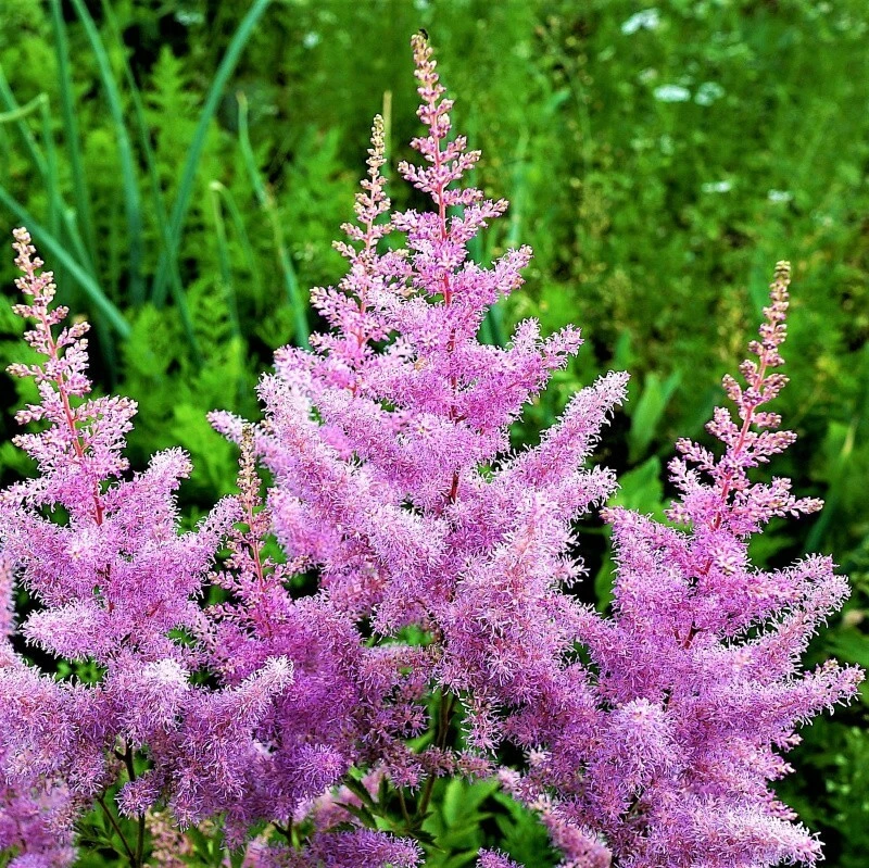 Astilbe Amethyst Perennial Plant Root - Lavender Flowers for Shade Gardens - Image 1