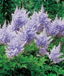 Astilbe Amethyst Perennial Plant Root - Lavender Flowers for Shade Gardens - Image 3
