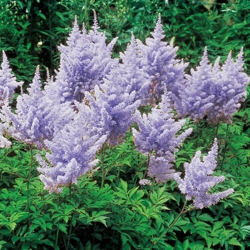 Astilbe Amethyst Perennial Plant Root - Lavender Flowers for Shade Gardens - Image 3