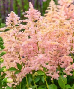 Astilbe Milk and Honey Bare Root Perennial Plants - 2 Pack, Creamy White to Soft Pink, Outdoor - Image 2