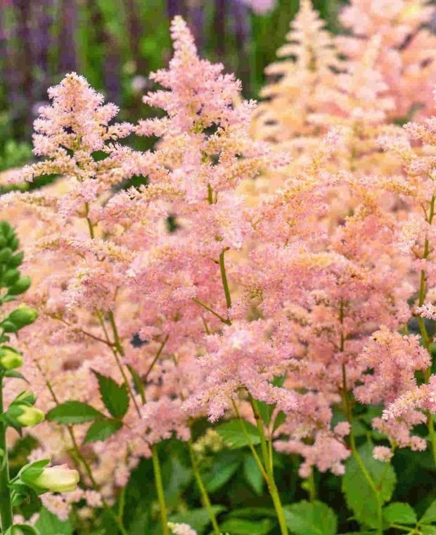 Astilbe Milk and Honey Bare Root Perennial Plants - 2 Pack, Creamy White to Soft Pink, Outdoor - Image 2
