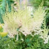Astilbe Milk and Honey Bare Root Perennial Plants - 2 Pack, Creamy White to Soft Pink, Outdoor - Image 1