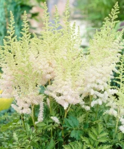 Astilbe Milk and Honey Bare Root Perennial Plants - 2 Pack, Creamy White to Soft Pink, Outdoor - Image 1
