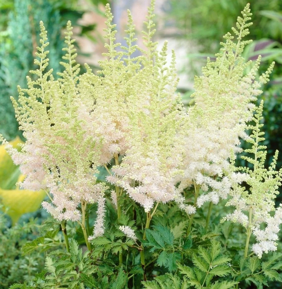 Astilbe Milk and Honey Bare Root Perennial Plants - 2 Pack, Creamy White to Soft Pink, Outdoor - Image 1