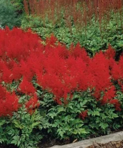 Astilbe Red Spinell Bare Root Plant - Red Flowering Perennial for Shade - Image 2