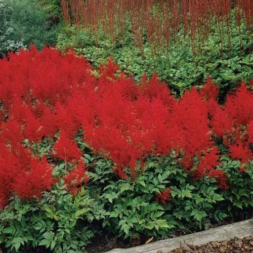 Astilbe Red Spinell Bare Root Plant - Red Flowering Perennial for Shade - Image 2
