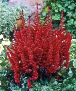Astilbe Red Spinell Bare Root Plant - Red Flowering Perennial for Shade - Image 3