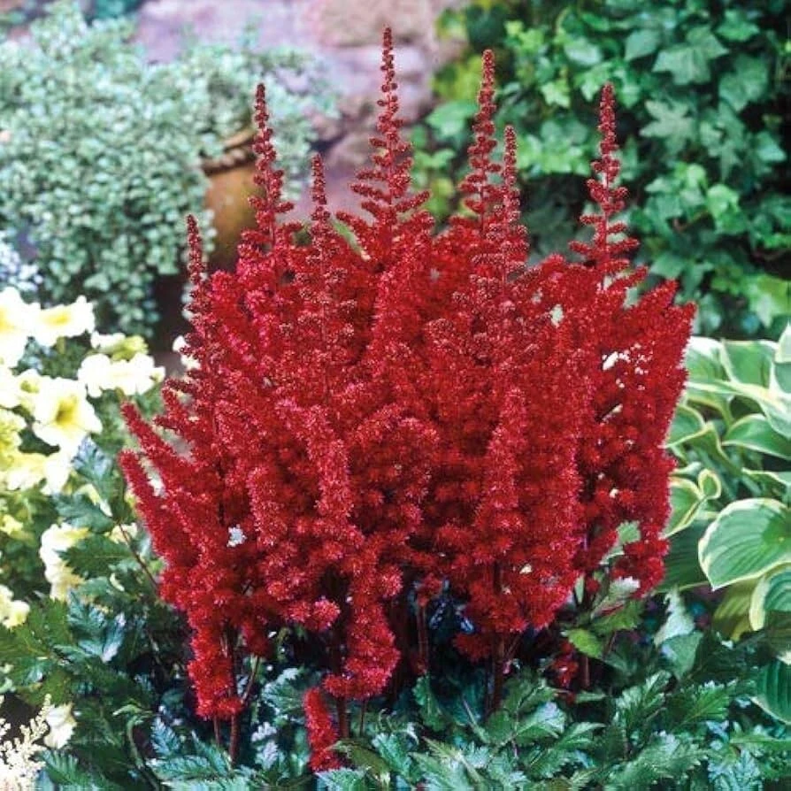 Astilbe Red Spinell Bare Root Plant - Red Flowering Perennial for Shade - Image 3