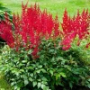 Astilbe Red Spinell Bare Root Plant - Red Flowering Perennial for Shade - Image 1