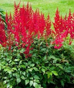 Astilbe Red Spinell Bare Root Plant - Red Flowering Perennial for Shade - Image 1