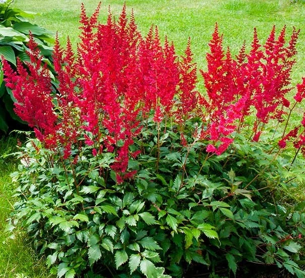 Astilbe Red Spinell Bare Root Plant - Red Flowering Perennial for Shade - Image 1