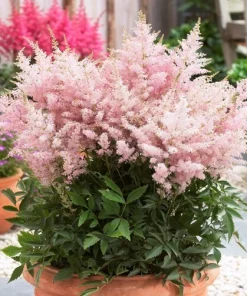 Astilbe Younique Silvery Pink Perennial Plants - 2 Pack Bare Root - Shade - Image 2
