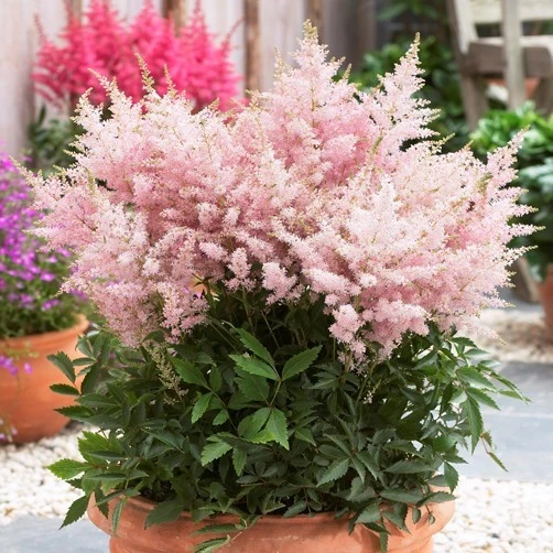 Astilbe Younique Silvery Pink Perennial Plants - 2 Pack Bare Root - Shade - Image 2