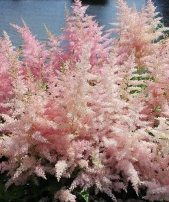 Astilbe Younique Silvery Pink Perennial Plants - 2 Pack Bare Root - Shade - Image 3