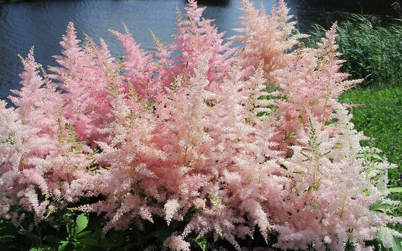 Astilbe Younique Silvery Pink Perennial Plants - 2 Pack Bare Root - Shade - Image 3