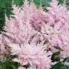 Astilbe Younique Silvery Pink Perennial Plants - 2 Pack Bare Root - Shade - Image 1