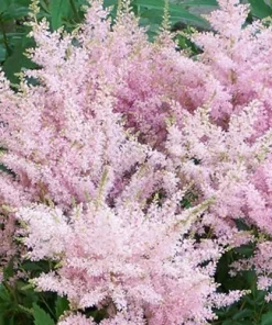 Astilbe Younique Silvery Pink Perennial Plants - 2 Pack Bare Root - Shade - Image 1