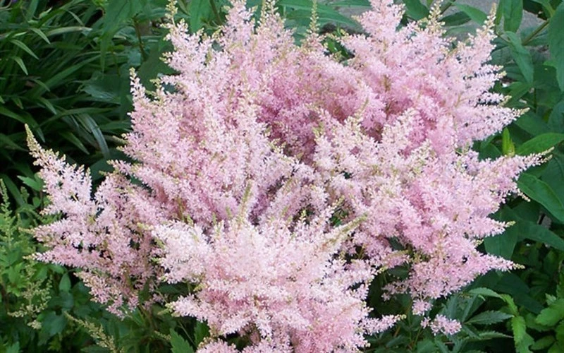 Astilbe Younique Silvery Pink Perennial Plants - 2 Pack Bare Root - Shade - Image 1